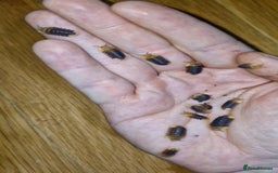 Mixed Breed invertebrates for sale: Isopods, clean up crew terrarium - Image 4
