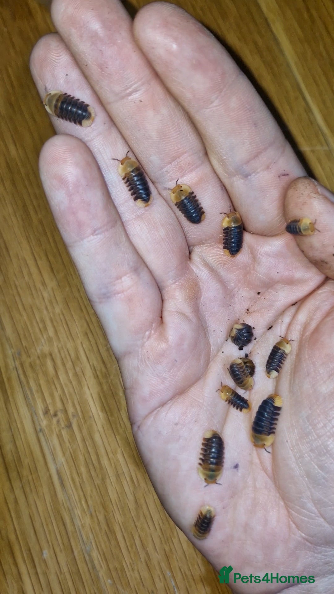 Mixed Breed invertebrates for sale: Isopods, clean up crew terrarium - Image 4