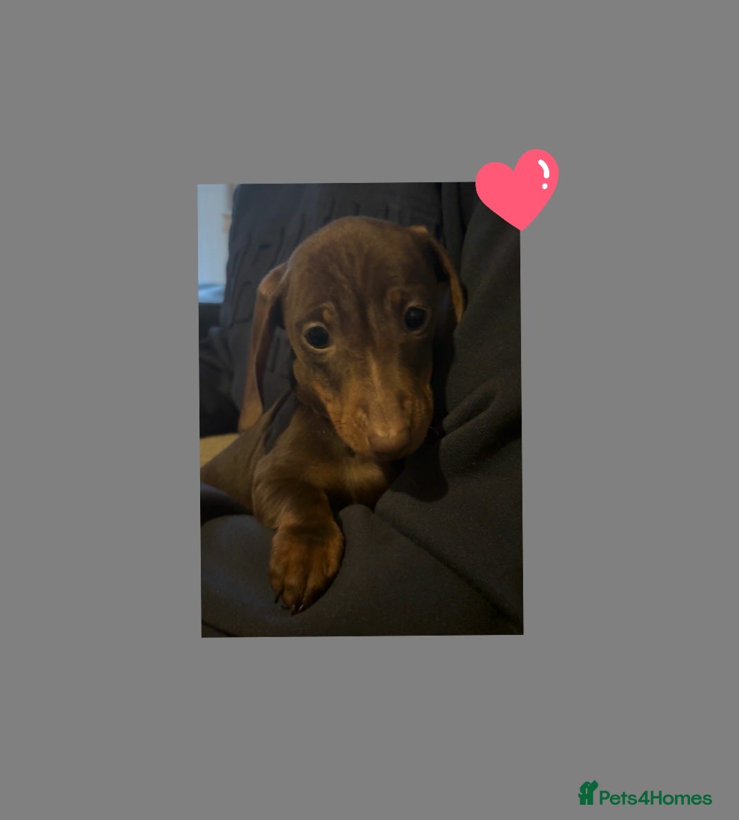 Miniature Dachshund dogs LAST lITTLE GIRL FULLY VACCINATED, KC Reg pups - Advert 6