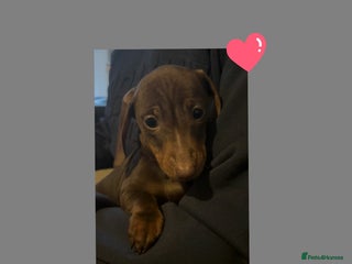 Miniature Dachshund dogs LAST lITTLE GIRL FULLY VACCINATED, KC Reg pups - Advert 7