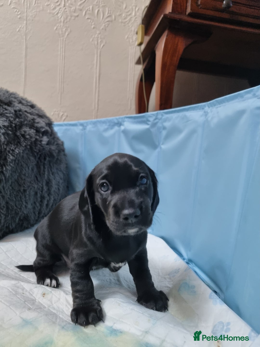 Mixed Breed dogs for sale: Miniature dachshunds puppies - Advert 15