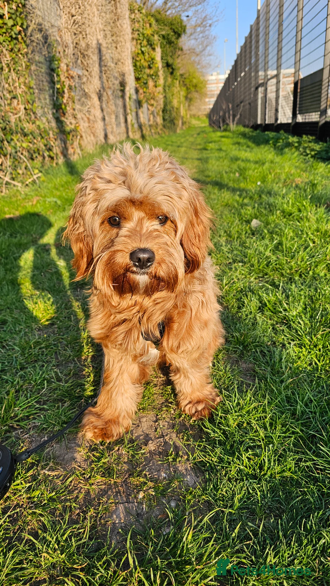 Cavapoo dogs for stud: Cavapoo boy for stud in Portsmouth - Advert 2