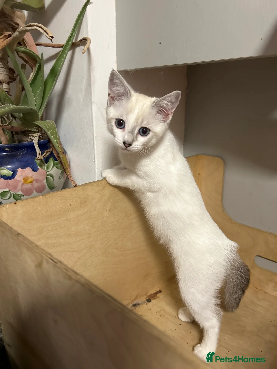 Bengal cats for sale: Bengal x ragdoll kittens - Advert 2