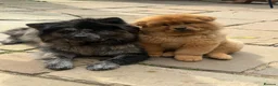 Chow Chow dogs for sale: Beautiful Chow Chow puppies  🐾❤️ in Manchester - Advert 1