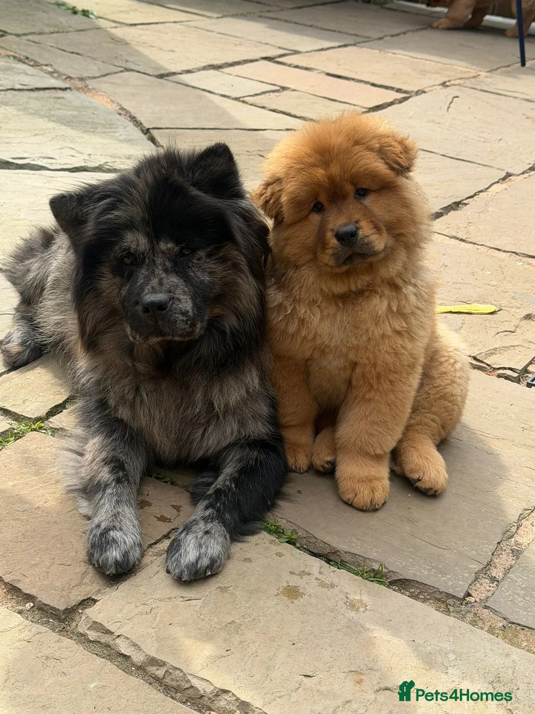 Chow Chow dogs for sale: Beautiful Chow Chow puppies  🐾❤️ in Manchester - Advert 1