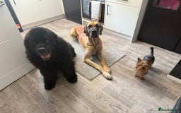 Great Dane dogs for sale: Beautiful Great Dane Boy For Sale  - Image 1