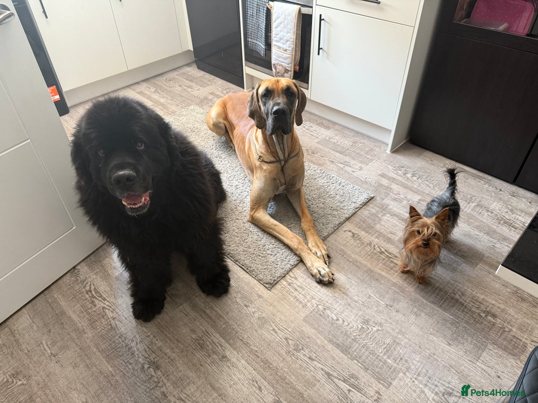 Great Dane dogs for sale: Beautiful Great Dane Boy For Sale  - Image 1