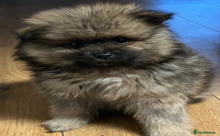 Pomeranian dogs - Advert 2