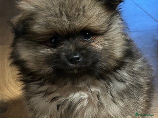 Pomeranian dogs - Advert 5