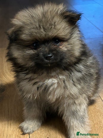 Pomeranian dogs - Advert 2