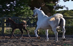 Arabian horse horses for sale: Arabian colt 5 months old  - Image 3