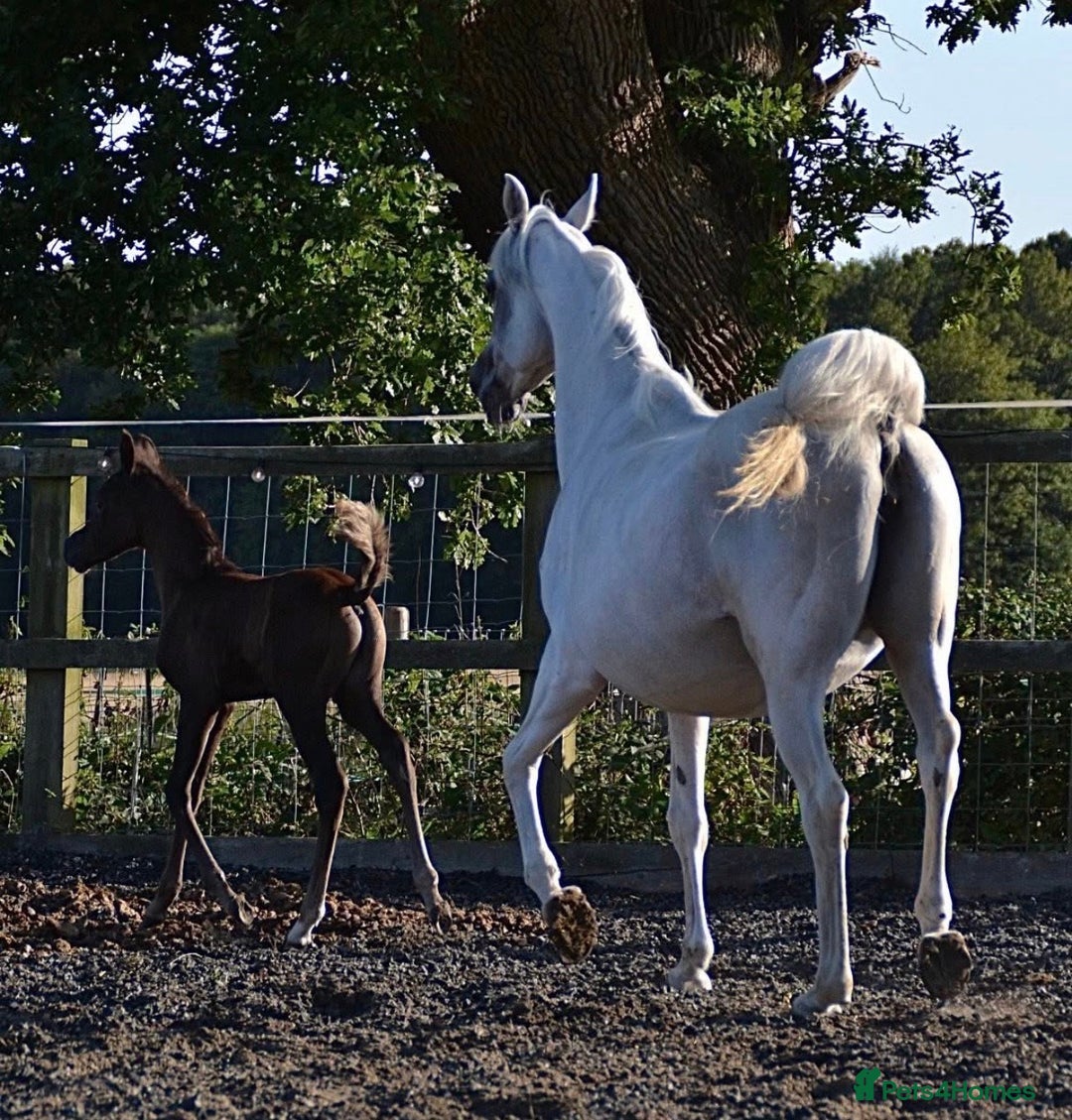 Arabian horse horses for sale: Arabian colt 5 months old  - Image 3