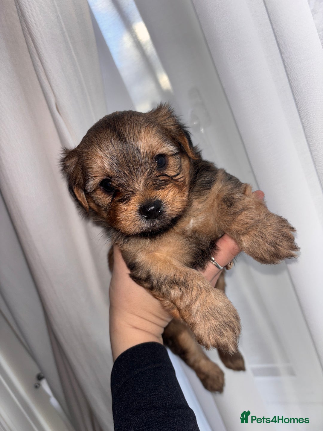 Yorkshire Terrier dogs for sale: Yorkshire Terrier 2 boys left  - Advert 11