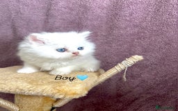 Persian cats for sale: Purebred Persian Kittens Rare White Coat&Blue Eyes - Image 6