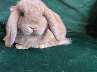 Mini Lop rabbits Last bunny available ready to leave now - Advert 15