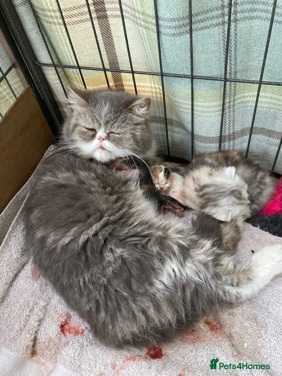 Persian cats for sale: Exotic long haired kittens male and female  - Advert 26