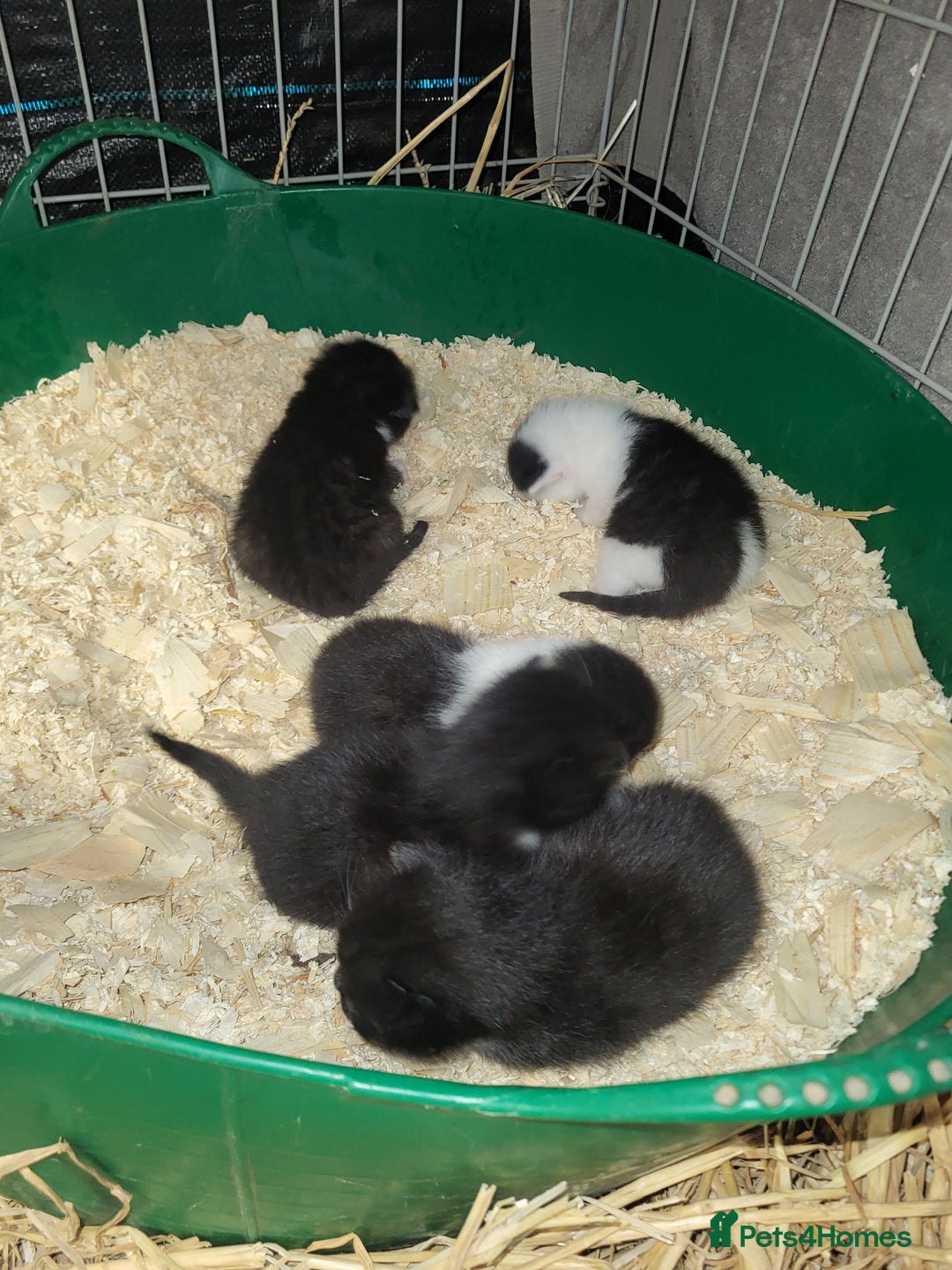 Mixed Breed cats for sale: Black and white farm bred kittens  - Image 11