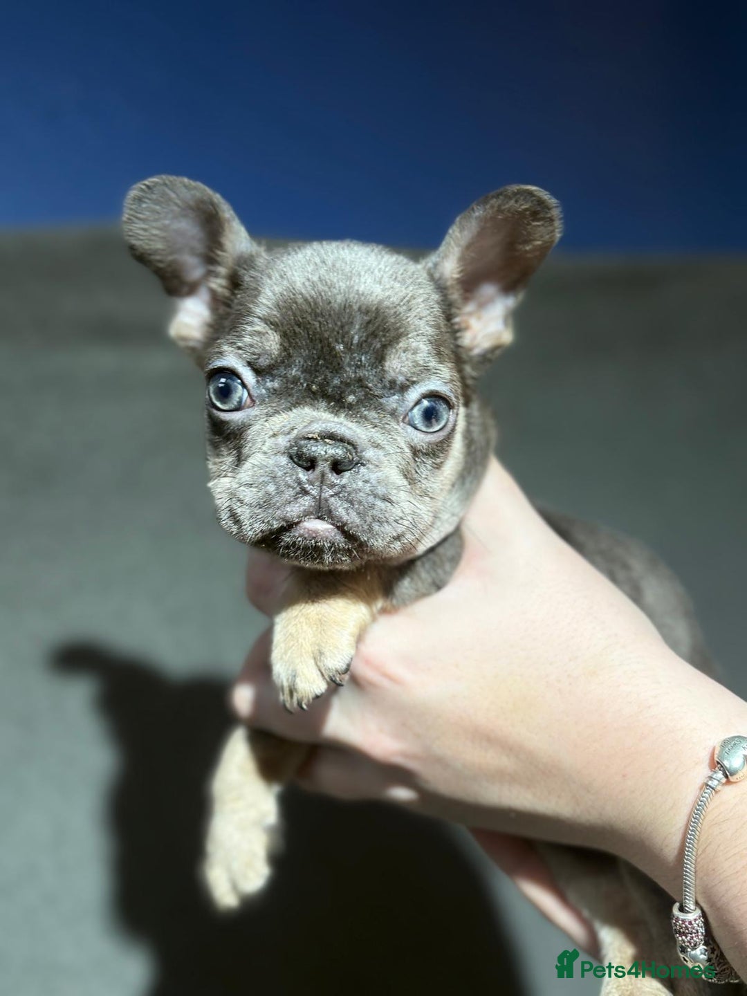 French Bulldog dogs for sale: Beautiful French bulldog puppies  - Advert 16