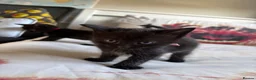 Mixed Breed cats for sale: Beautiful kitten - Advert 5