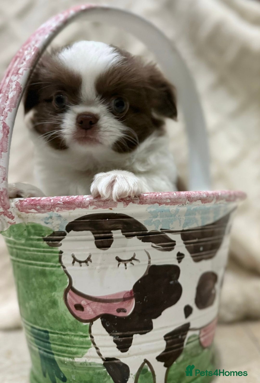 Chihuahua dogs for sale: Russian/Thai Chihuahua  - Advert 10