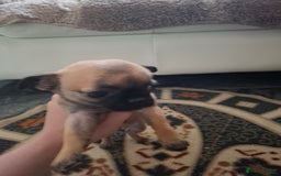 Pug dogs for sale: Pug puppies  in Dungannon - Image 10