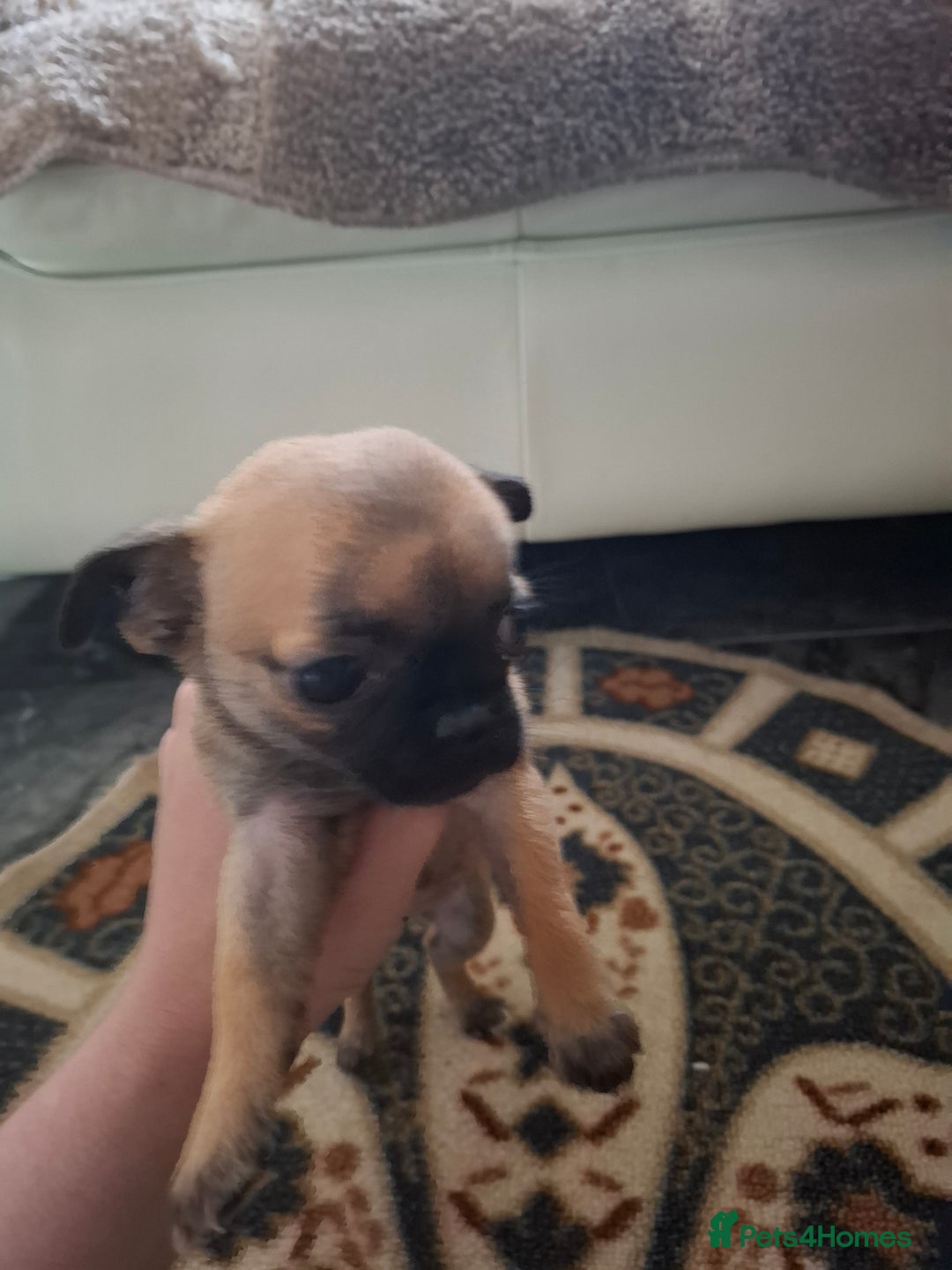 Pug dogs for sale: Pug puppies  in Dungannon - Image 10