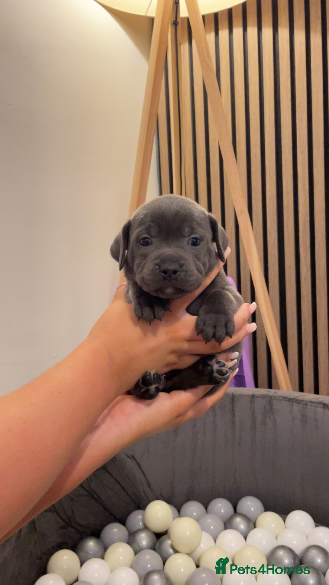 Staffordshire Bull Terrier dogs for sale: Beautiful Staffy puppies ready for a great home - Advert 4