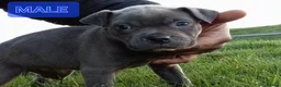 Staffordshire Bull Terrier dogs for sale: Blue Staffordshire bull terrier puppies in Birmingham - Advert 14