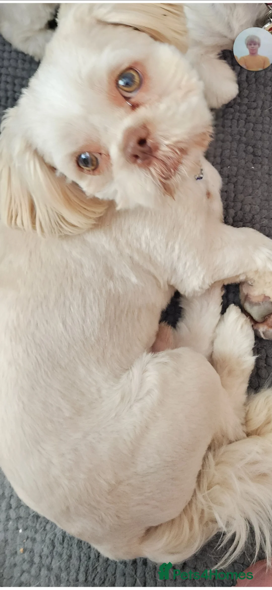 Shih Tzu dogs for stud: Stud Dog in Skegness - Advert 3