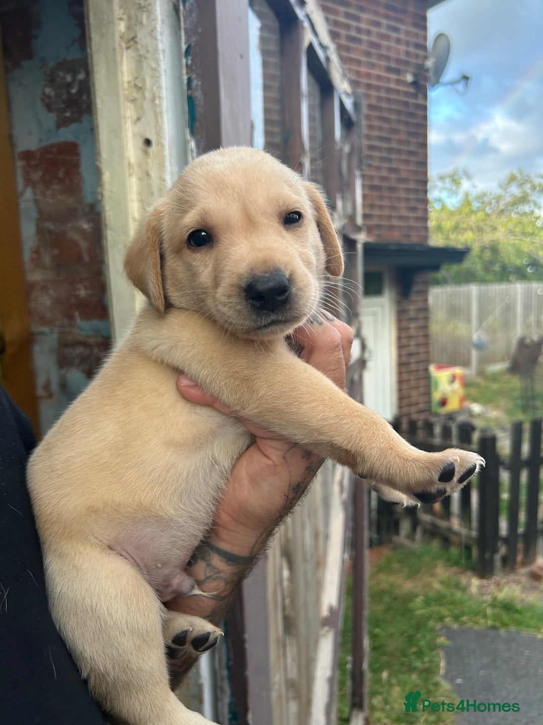 Labrador Retriever dogs for sale: Labrador puppies  - Image 11
