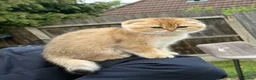 Scottish Fold cats for sale: British Shorthaired Golden Cats - Advert 13