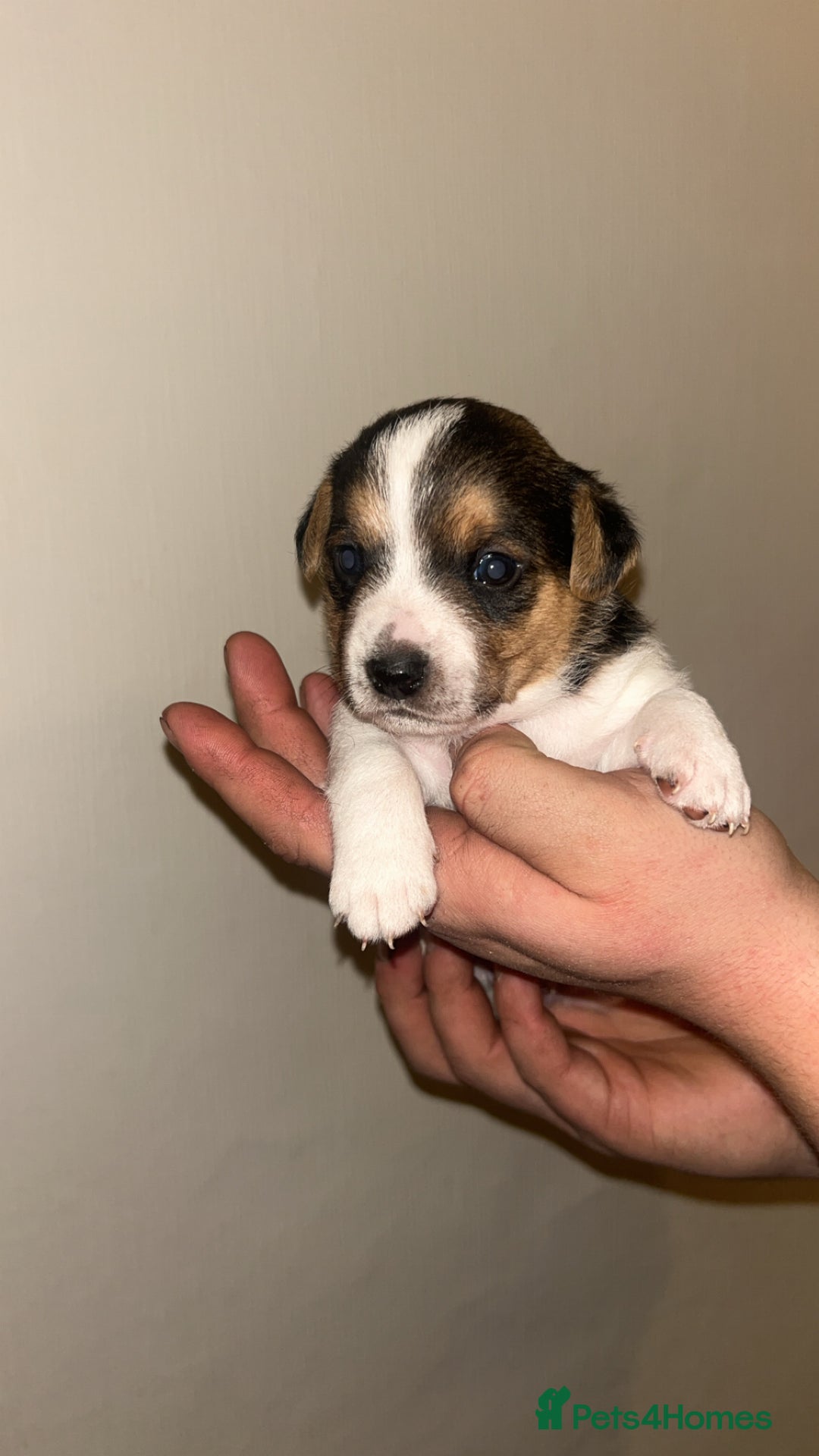Jack Russell dogs for sale: Jack Russell Pups. 2 girls 2 boys  - Advert 6
