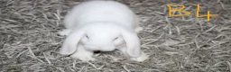 Mini Lop rabbits for sale: 5 Mini Lop / Mini Plush Babies - Advert 16