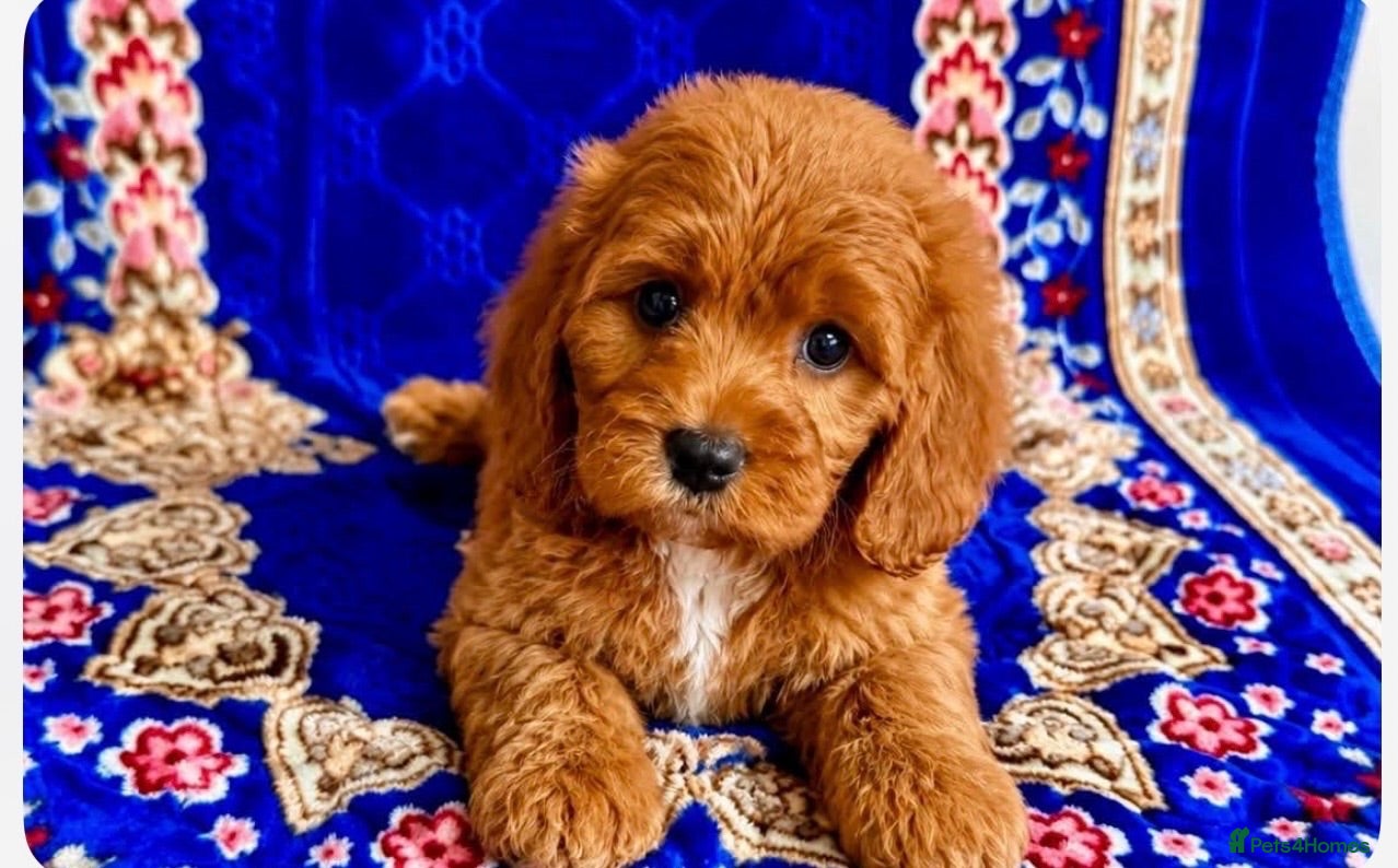 Cavapoo dogs 🥇TOP QUALITY F1 CAVAPOO PUPPIES READY TO LEAVE! - Advert 5