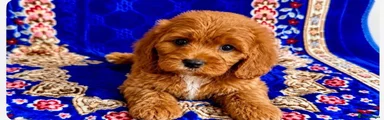 Cavapoo 3