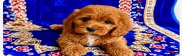 Cavapoo dogs for sale: 🥇TOP QUALITY F1 CAVAPOO PUPPIES READY TO LEAVE! - Advert 21