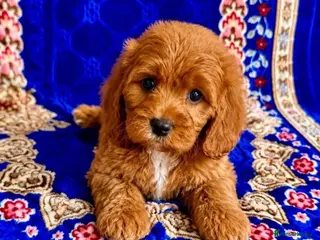 Cavapoo dogs 🥇TOP QUALITY F1 CAVAPOO PUPPIES READY TO LEAVE! - Advert 5