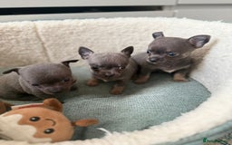 Chihuahua dogs for sale: Best quality Pedigree Puppies KC  - Image 1