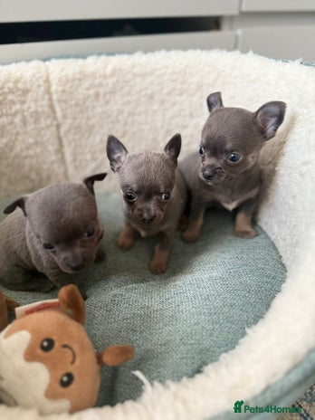 Chihuahua dogs - Advert 6