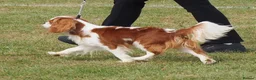 Cavalier King Charles Spaniel dogs for sale: KC Health Tested Cavalier King Charles Spaniel Dog - Advert 4