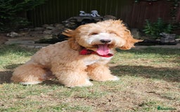 Labrador Retriever dogs for stud: Hip0/0 Elbow 0/0 Australian Labradoodle  - Advert 11