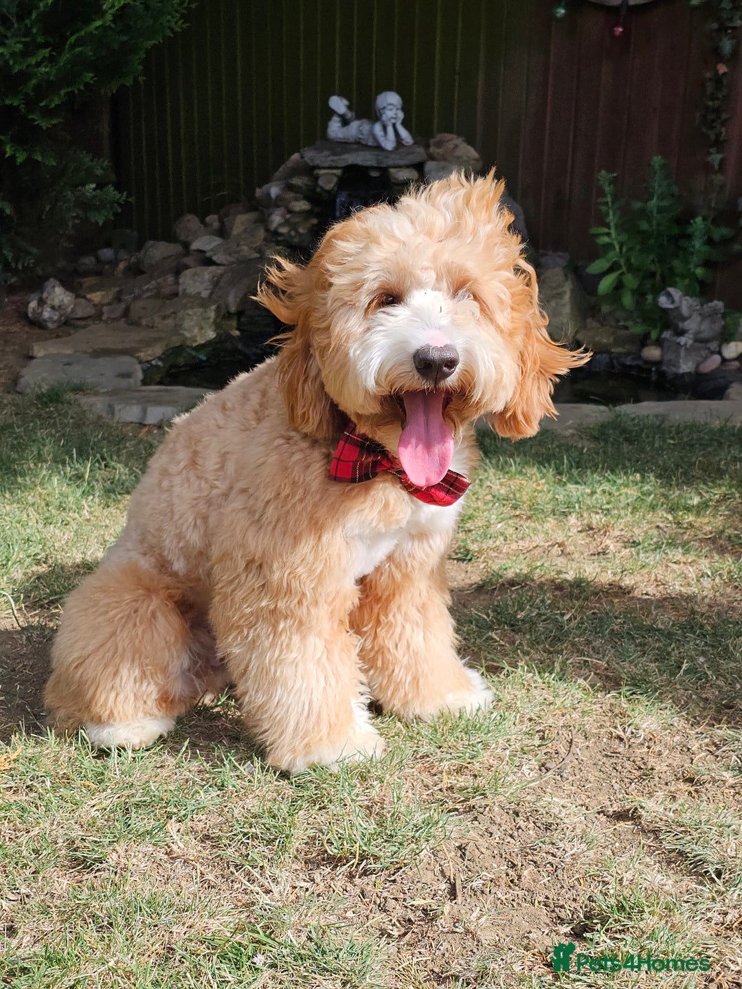 Labrador Retriever dogs for stud: Hip0/0 Elbow 0/0 Australian Labradoodle  - Advert 11