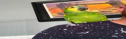 Parrots birds for sale: Tame one year old female Blue Fronted Amazon  - Advert 5