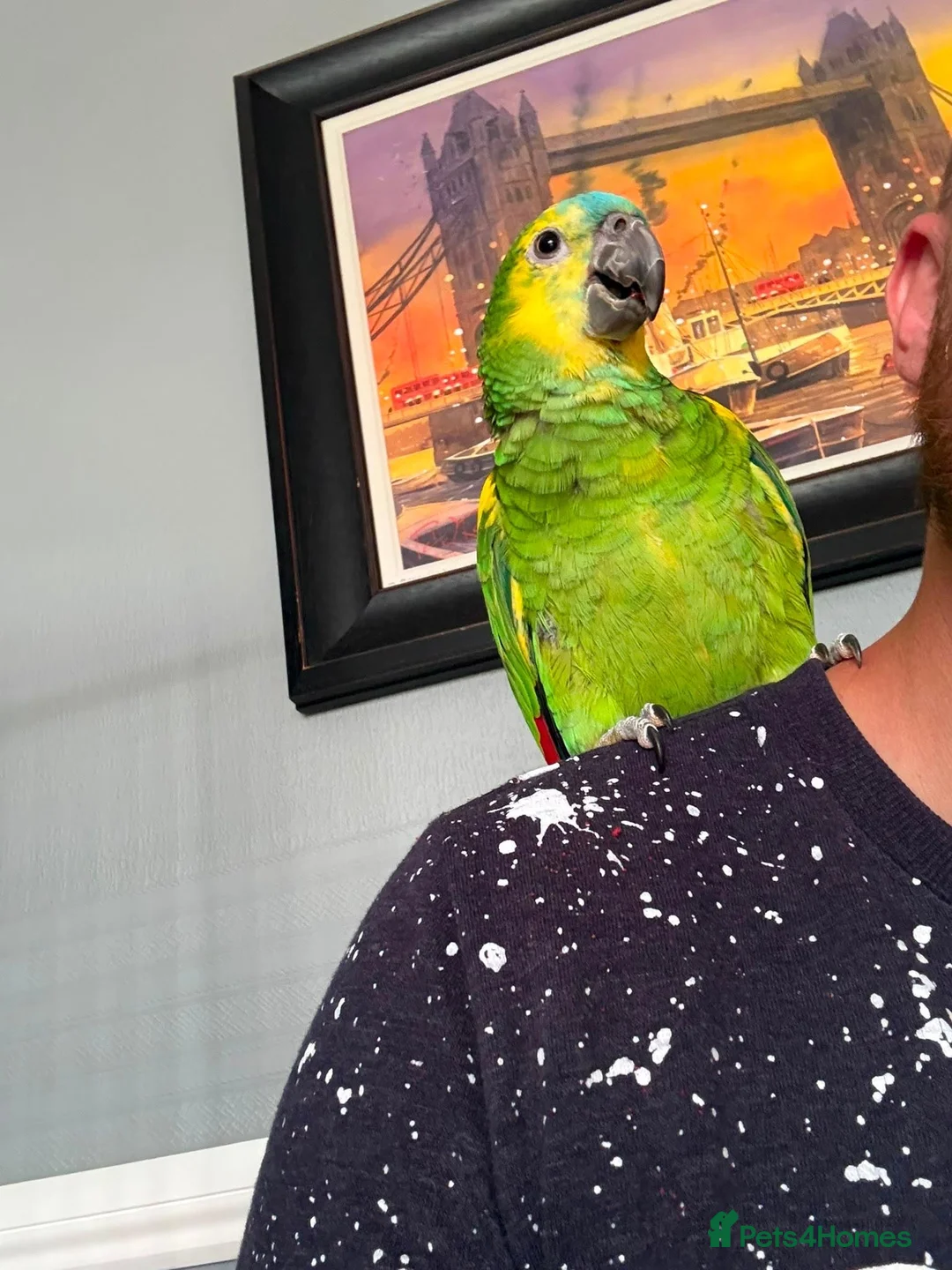 Parrots birds for sale: Tame one year old female Blue Fronted Amazon  - Advert 5