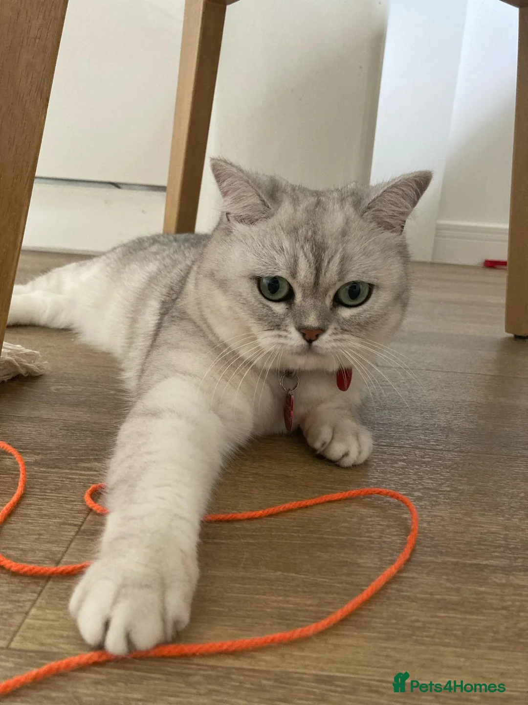 Mixed Breed cats for sale: Beautiful 2 years old Chinchilla x Bengal cat - Advert 2