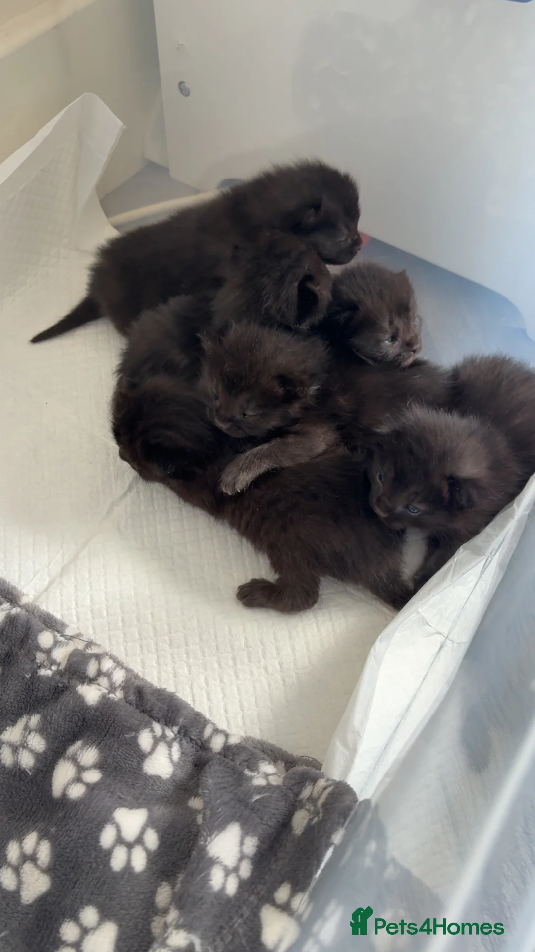 Ragdoll cats for sale: Ragdoll cross Kittens - Advert 2