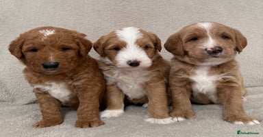 Australian Labradoodle dogs - Advert 11