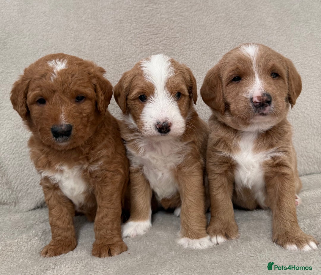Australian Labradoodle dogs for sale: Australian Labradoodle Pups  - Advert 3