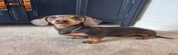 Dachshund dogs for sale: Miniature dachshund looking for home  - Advert 2
