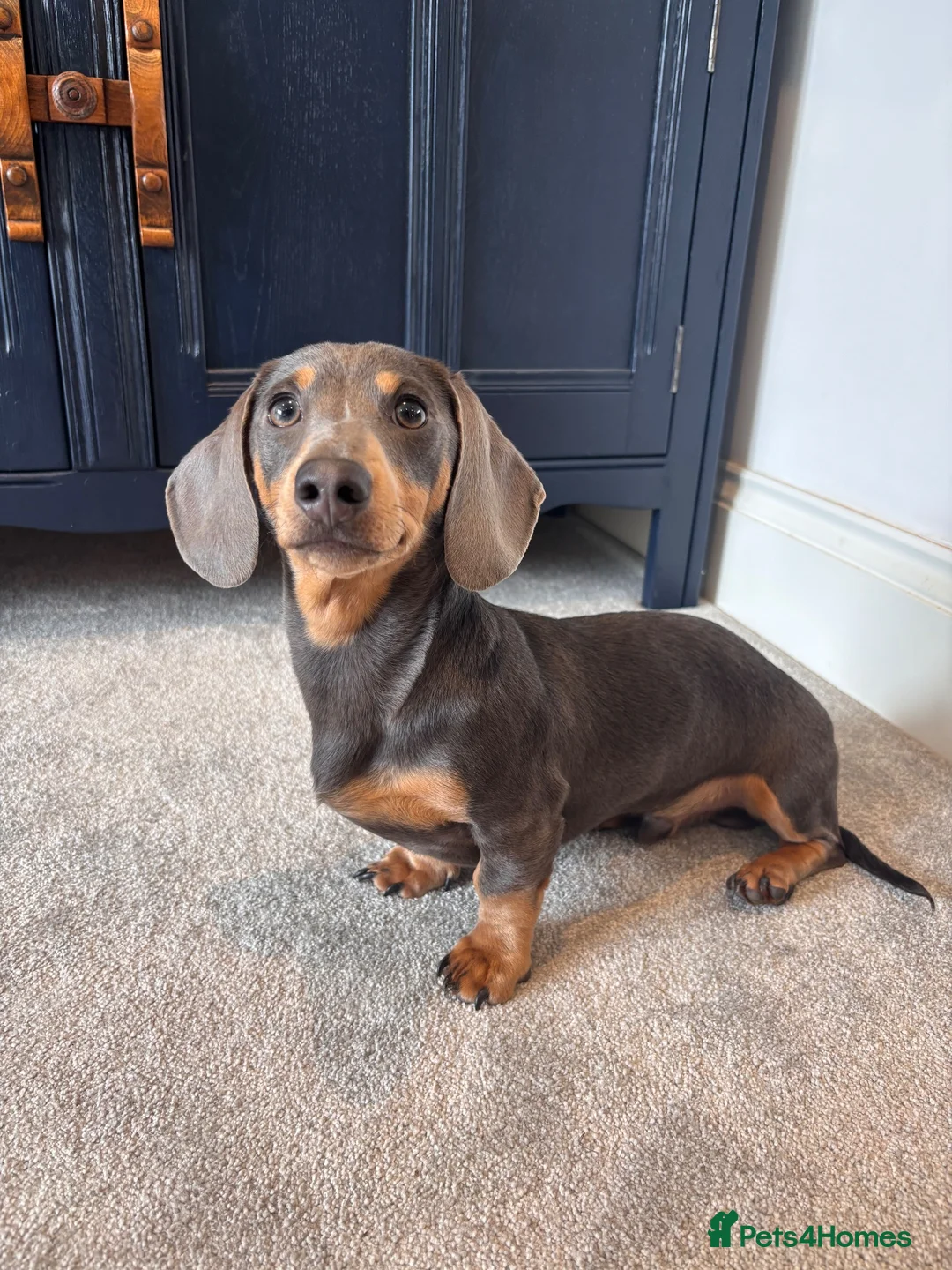 Dachshund dogs for sale: Miniature dachshund looking for home  - Advert 2